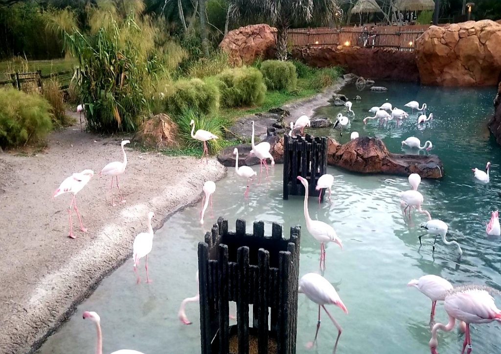 Flamingos at Animal Kingdom Lodge