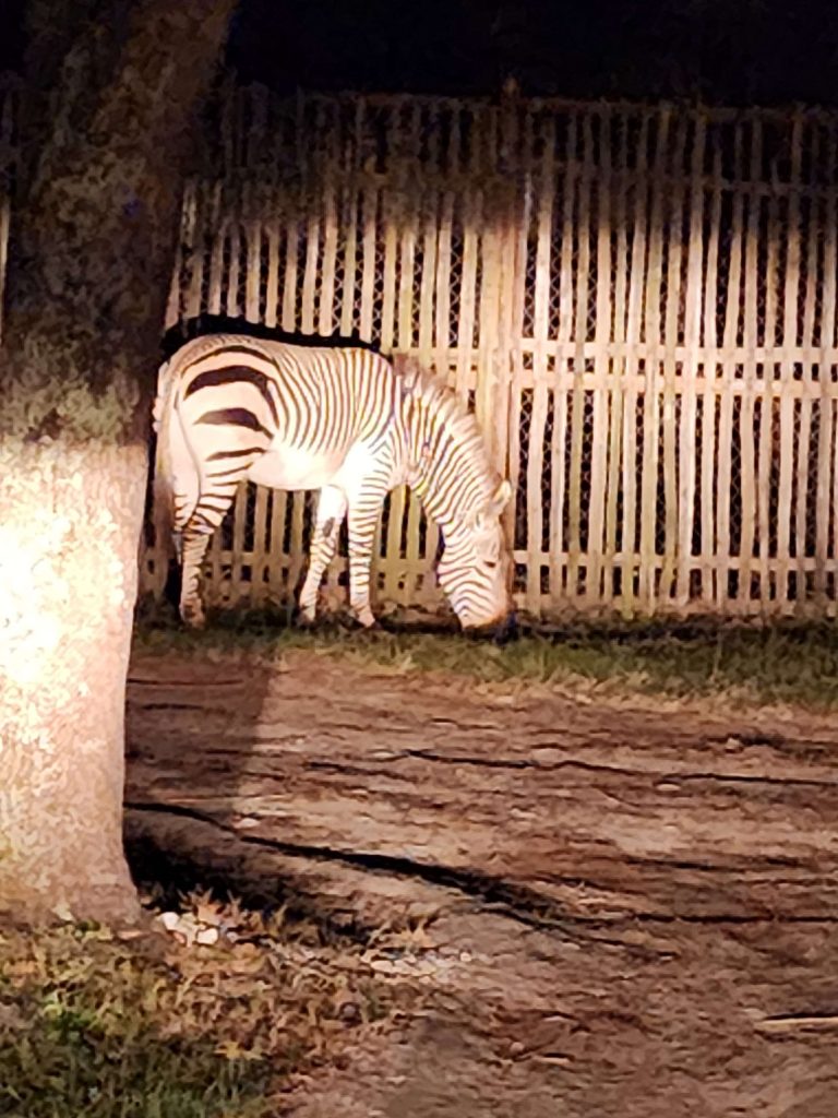 evening safari animal kingdom lodge