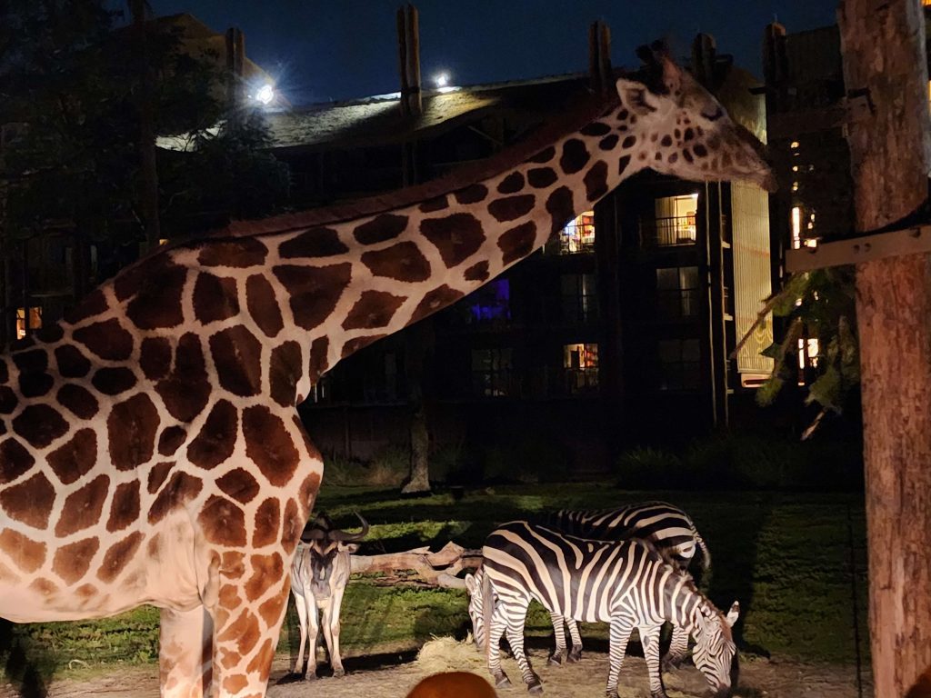 evening safari animal kingdom lodge
