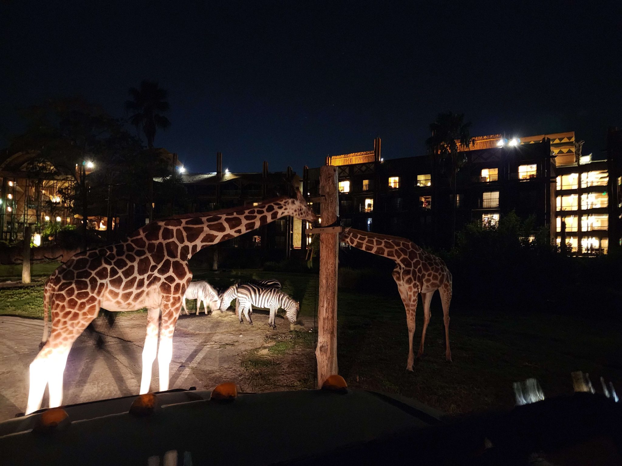 starlight safari disney review