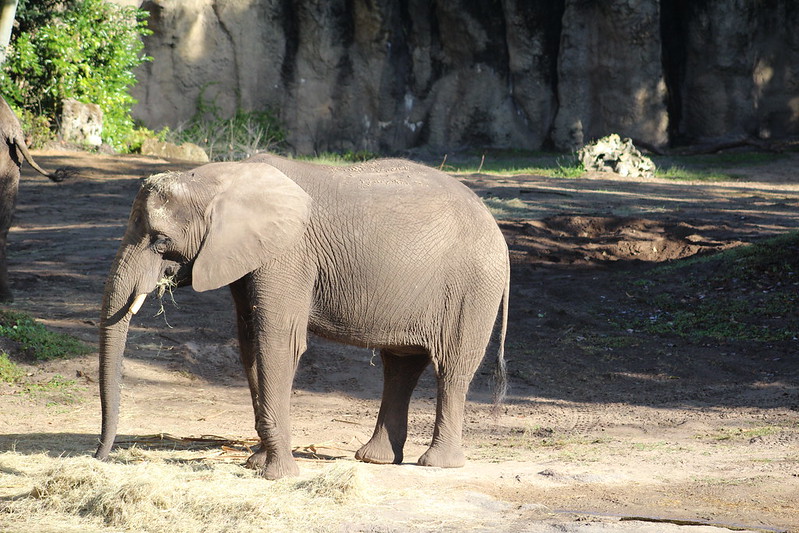 Elephant at Disney's Animal Kingdom